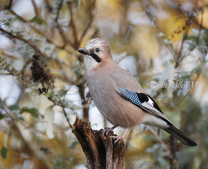 欧亚松鸦(Garrulus glandarius)